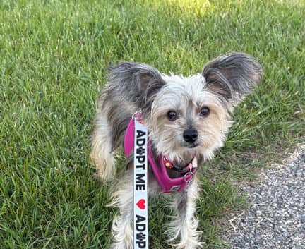 Gina - Chinese Crested mix available for adoption
