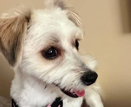 Peanut (aka Kenny) - Pomeranian / Coton de Tulea mix available for adoption