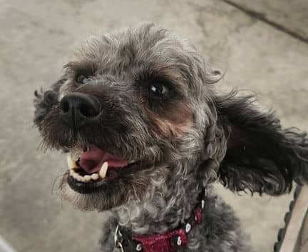 Franny - Poodle mix available for adoption