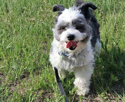Edith - Chinese Crested - Powder puff available for adoption