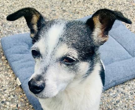 Lego - Chihuahua mix available for adoption