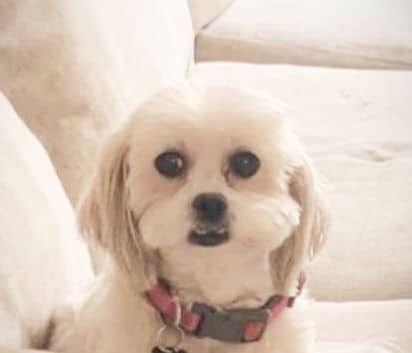 Dawn - Bichon mix available for adoption