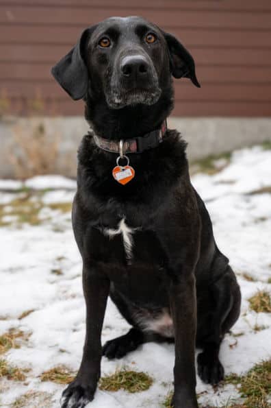 Eva Gabor - Lab X available for adoption