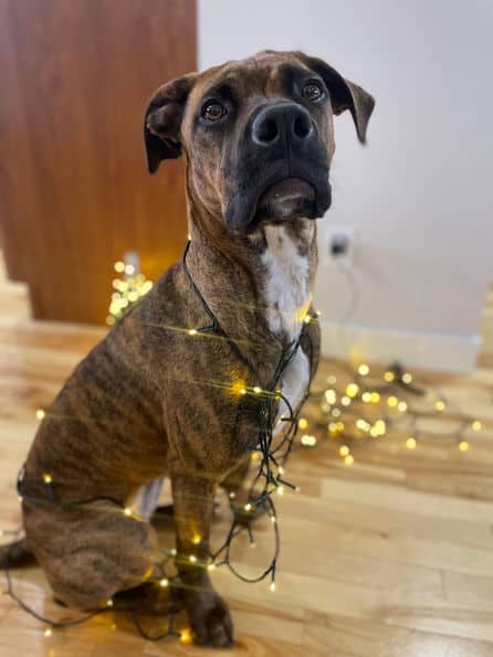 Bebe - Boxer X available for adoption