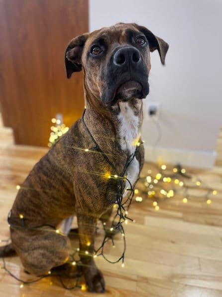 Bebe - Boxer X available for adoption in Calgary