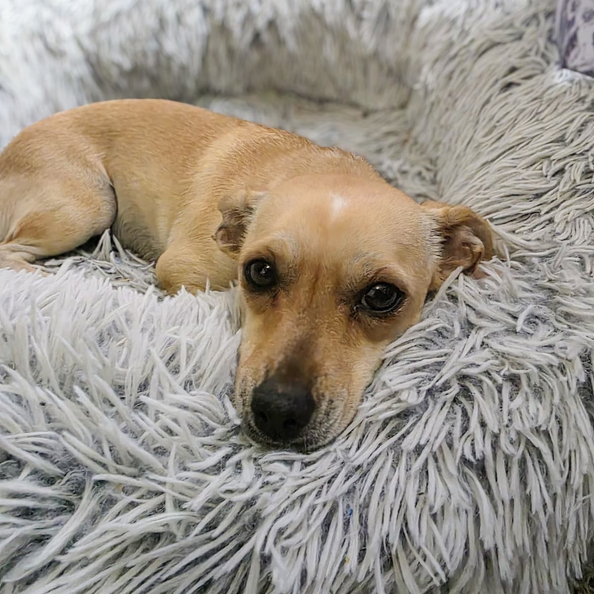 Monroe - Rat Terrier Mix available for adoption in Calgary