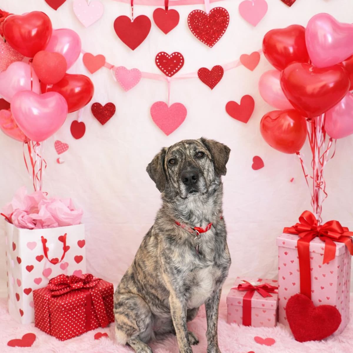 Paw-ton - Black Mouth Curr x Maremma available for adoption in Calgary