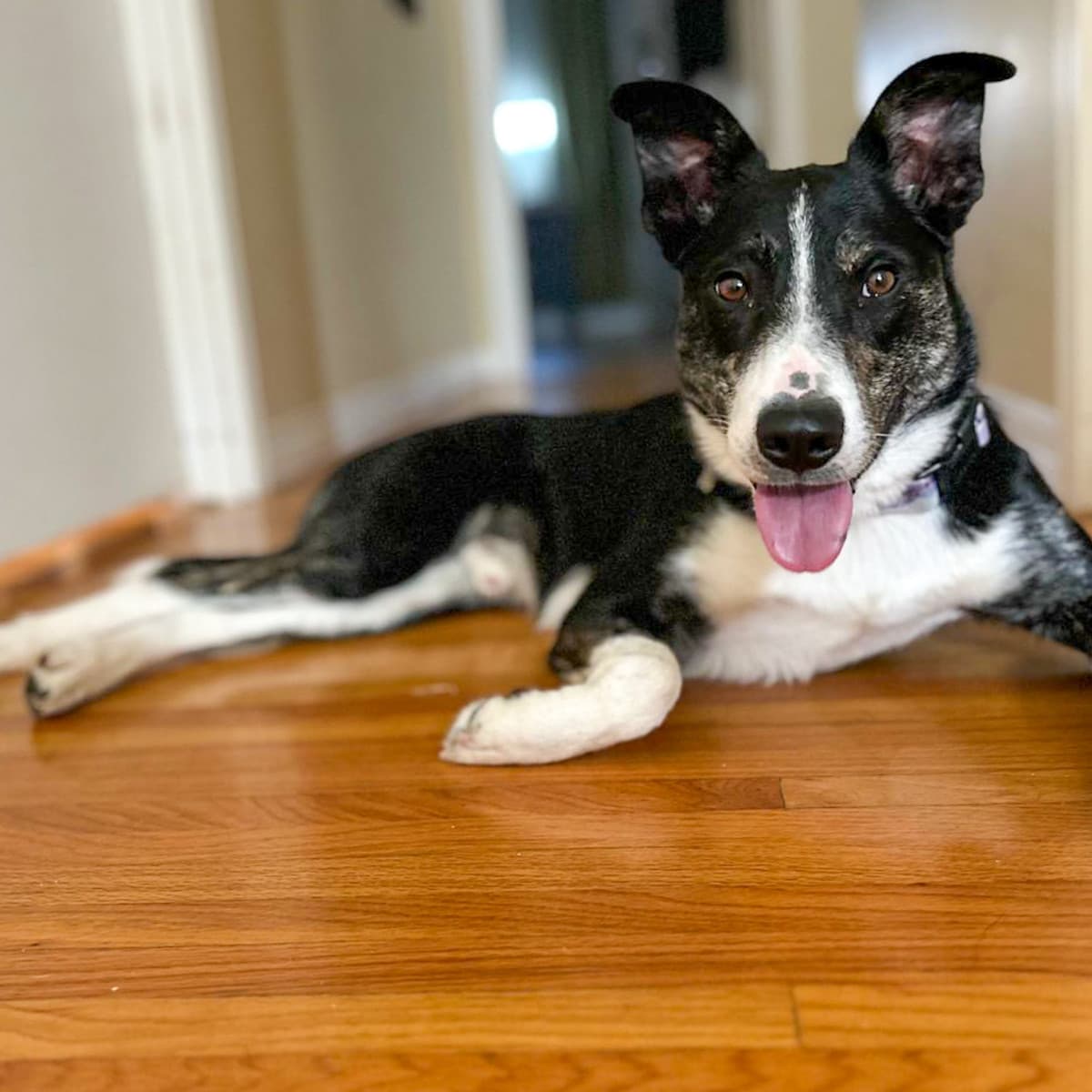 Frankie - Collie Mix available for adoption in Calgary