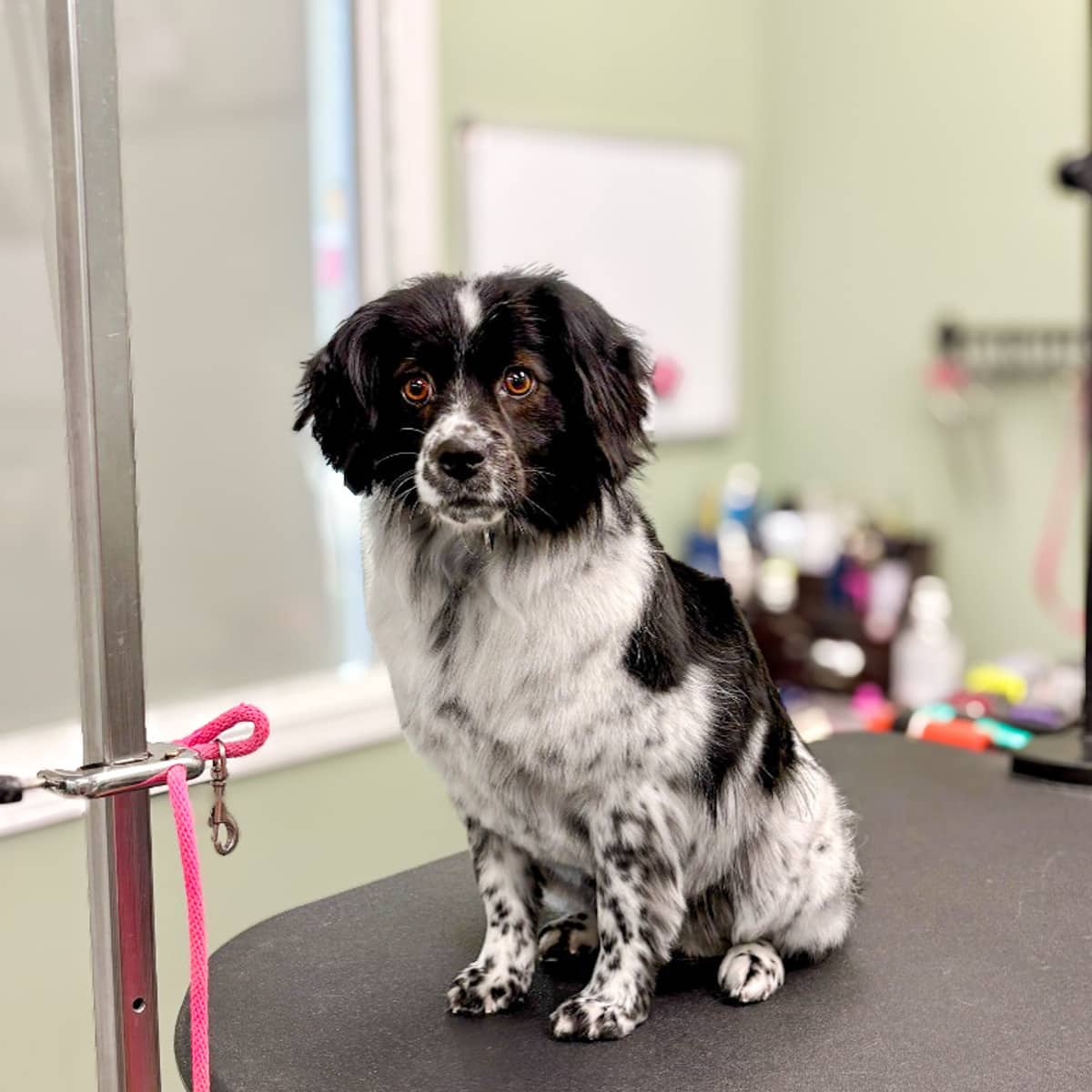 Phoebe - Pug x Spaniel available for adoption