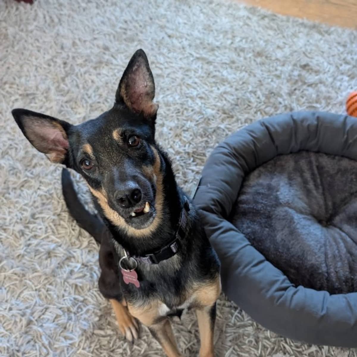 Alma - Miniature Pinscher x Rat Terrier available for adoption