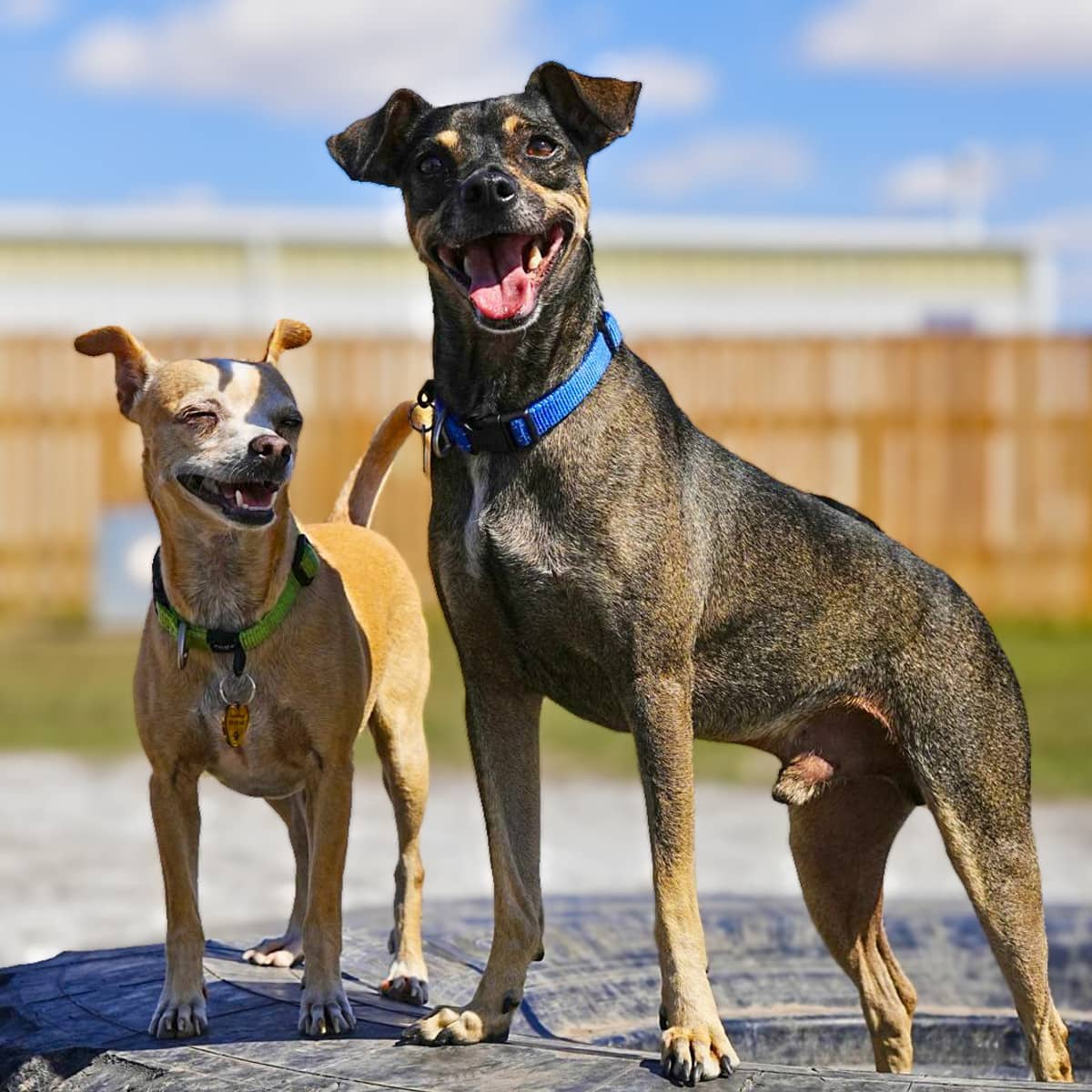 Nero - Rat Terrier Mix available for adoption