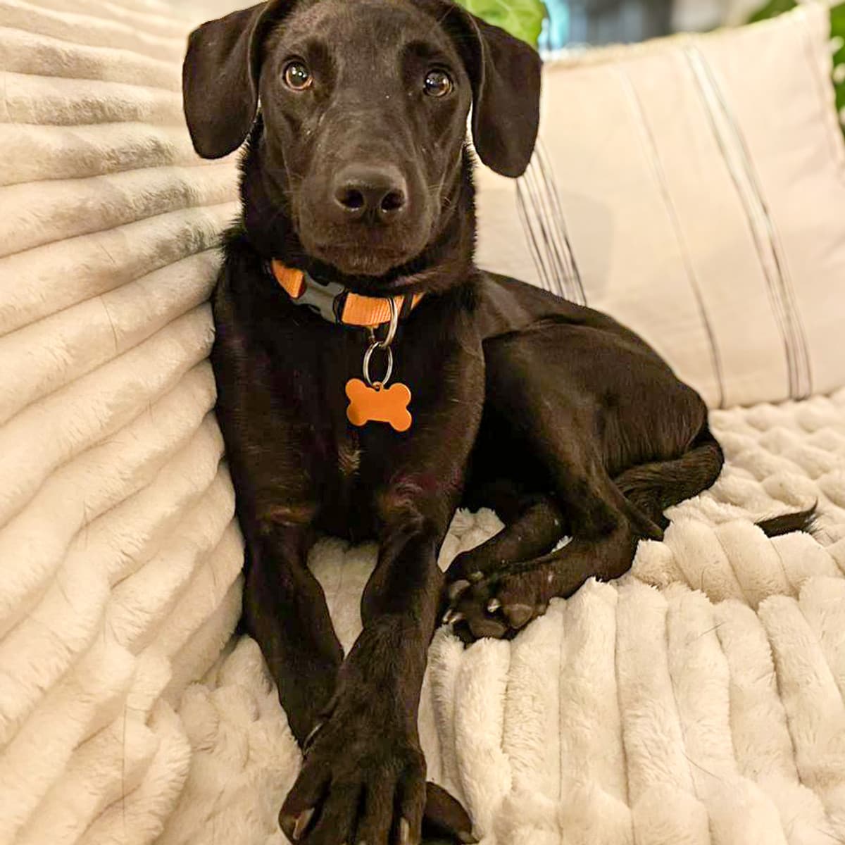 Jimmy - Rat Terrier Mix available for adoption in Calgary