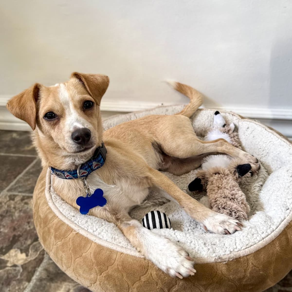 Rafael - Rat Terrier Mix available for adoption in Calgary