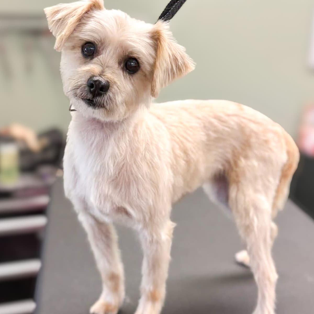 Magy - Schnauzer Mix available for adoption in Calgary