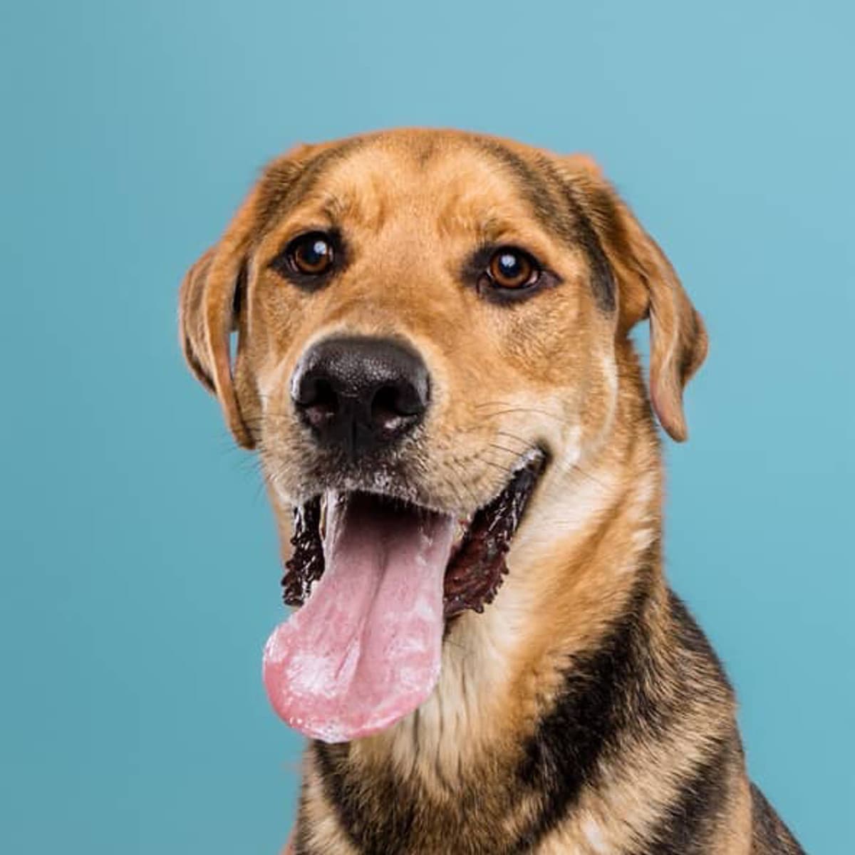 Cleatus - Labrador Mix available for adoption in Calgary