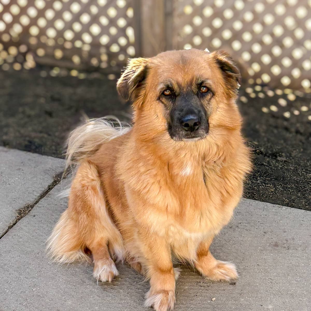 Mushu - Belgian Shepherd Malinois x Corgi available for adoption