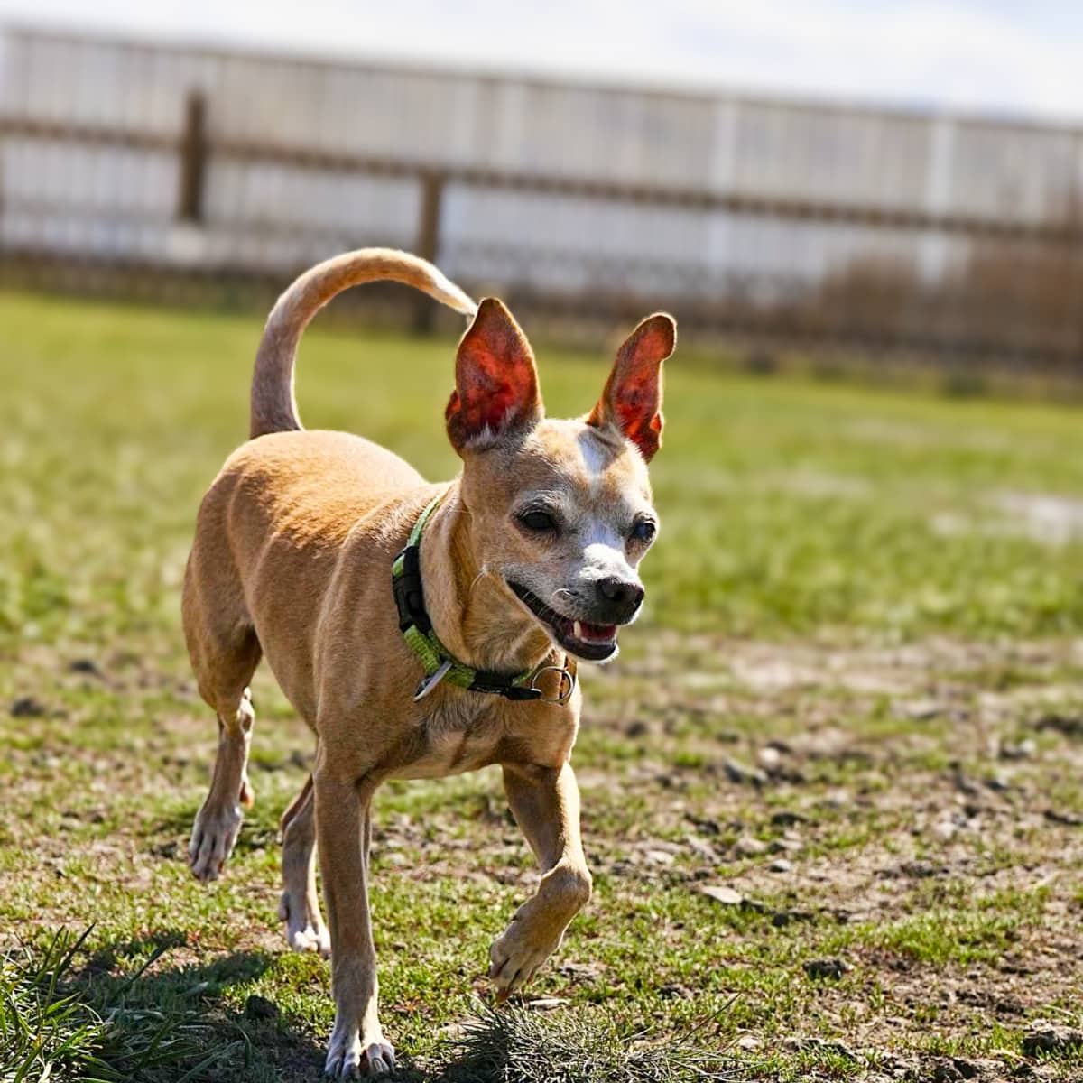 Canela - Chihuahua x Rat Terrier available for adoption