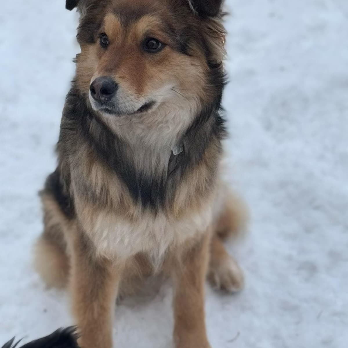 Pup-ernickle - Bernese Mountain Dog Cross available for adoption in Calgary