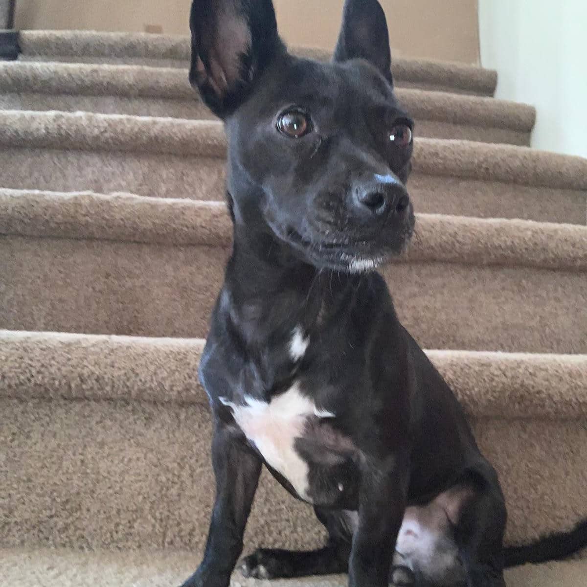 Agata - Patterdale Terrier available for adoption
