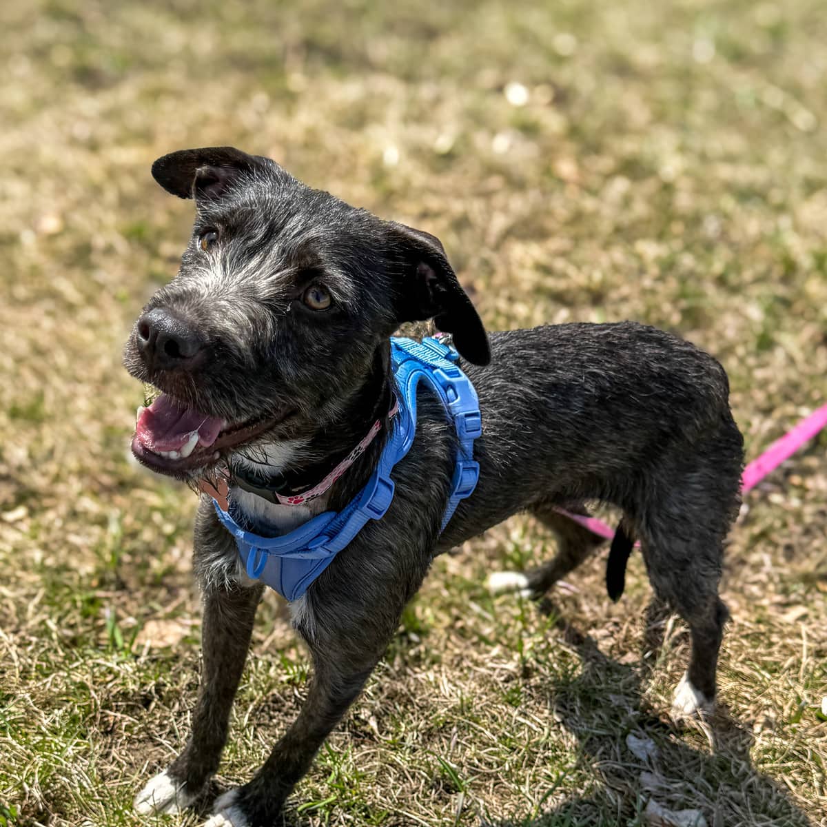 Truffa - Terrier Mix available for adoption