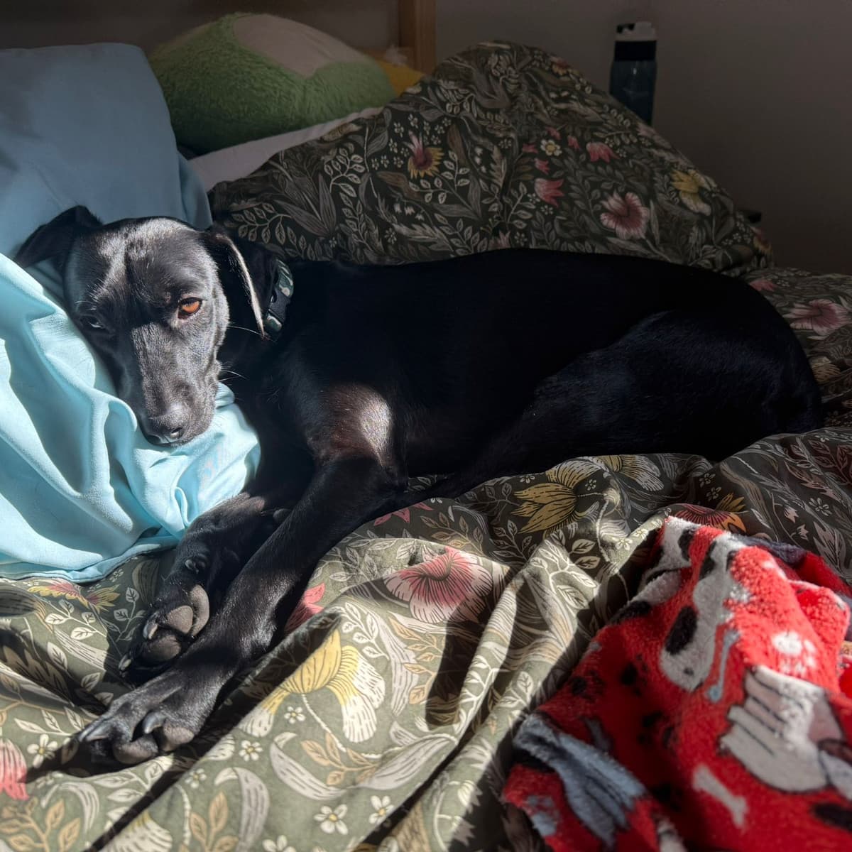 Nicky - Rat Terrier Mix available for adoption in Calgary