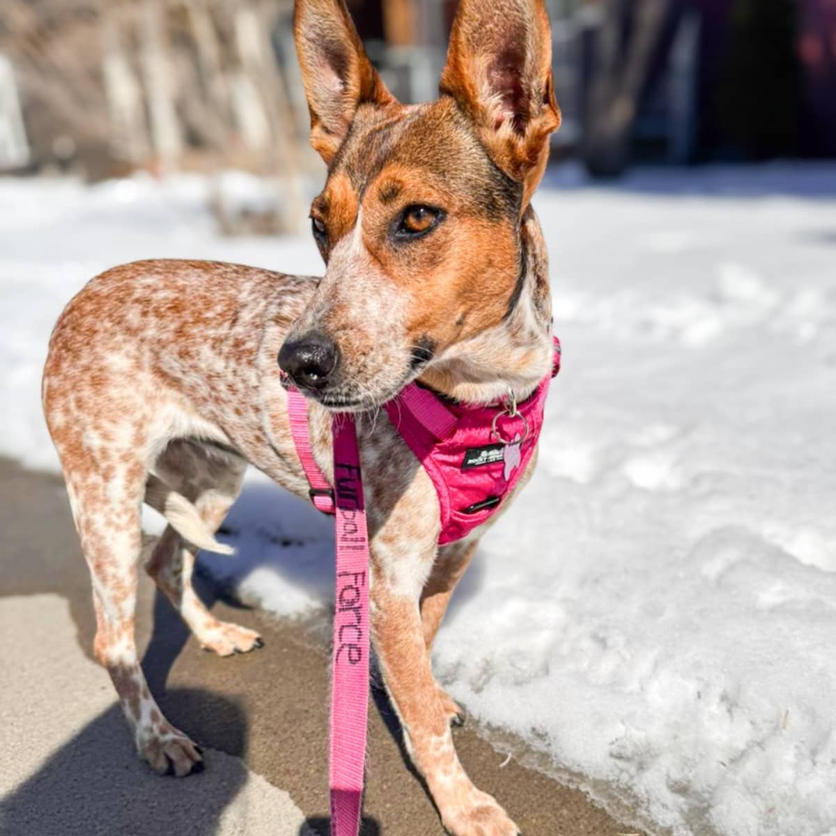 Pecas - Australian Cattle Dog Mix available for adoption