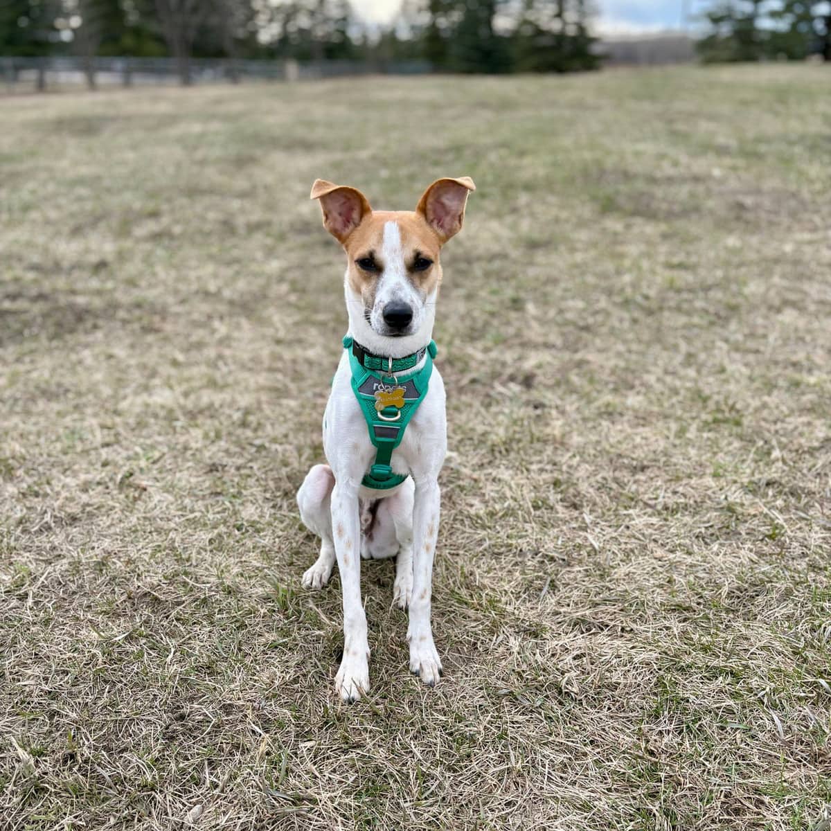 Theo - Fox Terrier Mix available for adoption