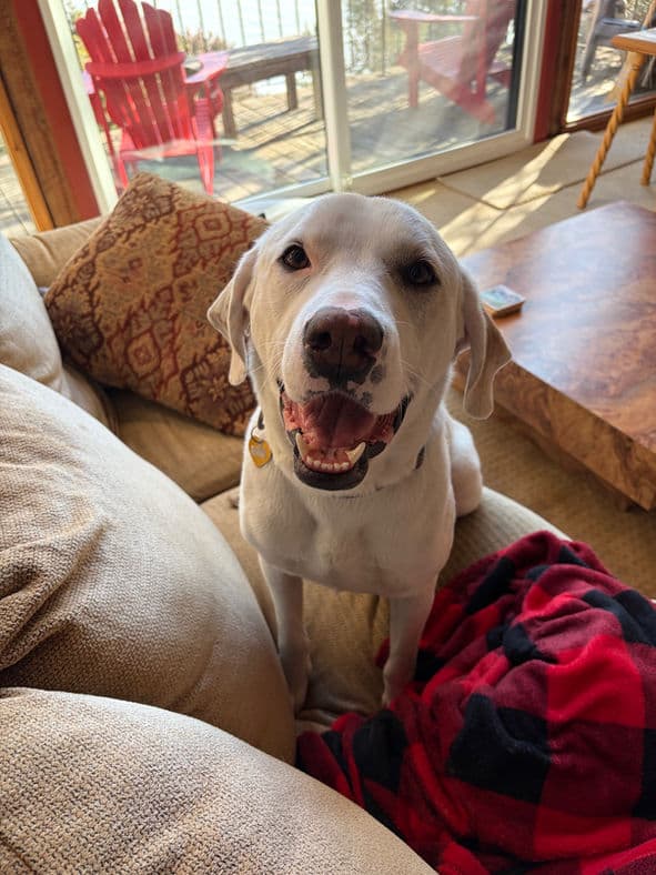 Kirky - Lab X available for adoption in Calgary