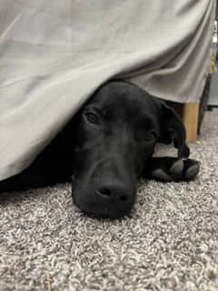 Layla - Lab X available for adoption