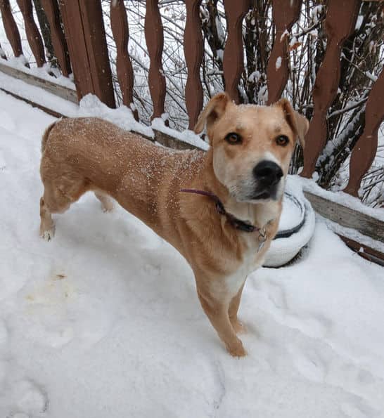 Buddy - Shepherd X available for adoption