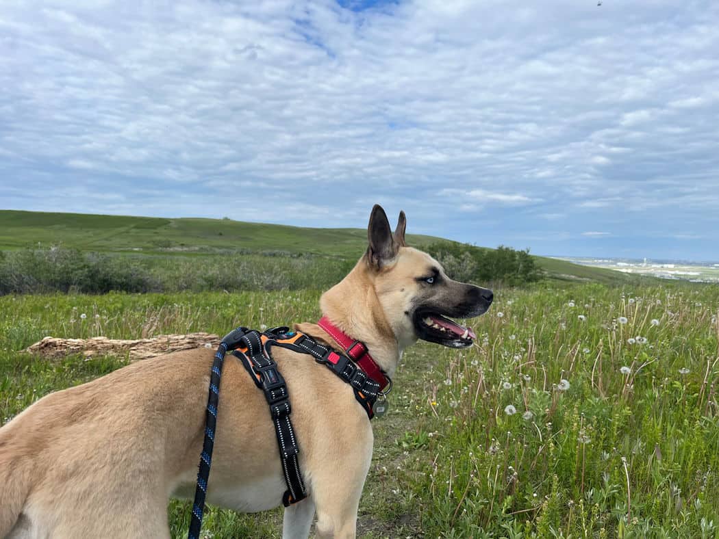 Elsa - Shepherd X available for adoption