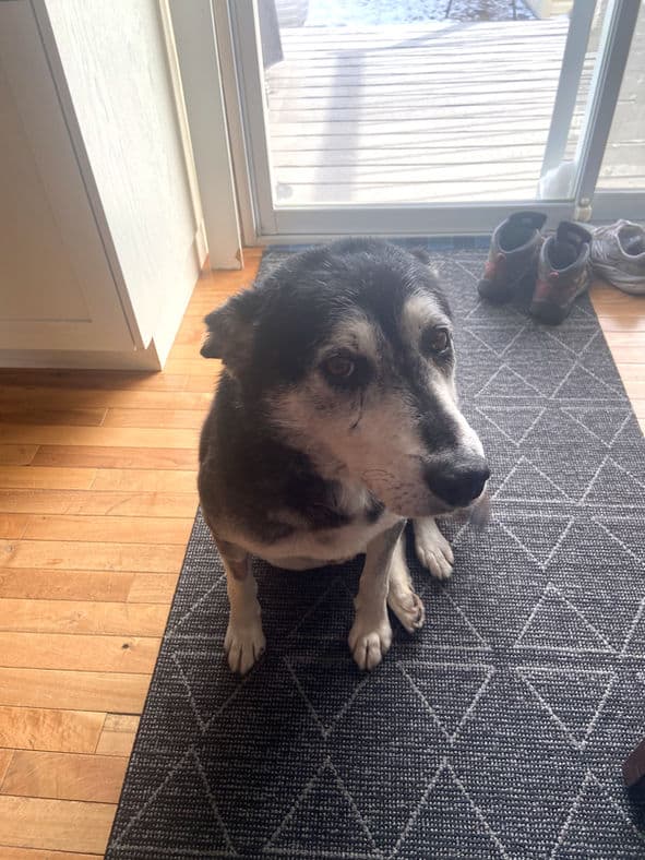 Anthony - Siberian Husky X available for adoption in Calgary
