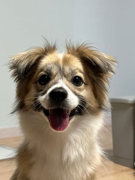 Max - Splitz X available for adoption in Calgary