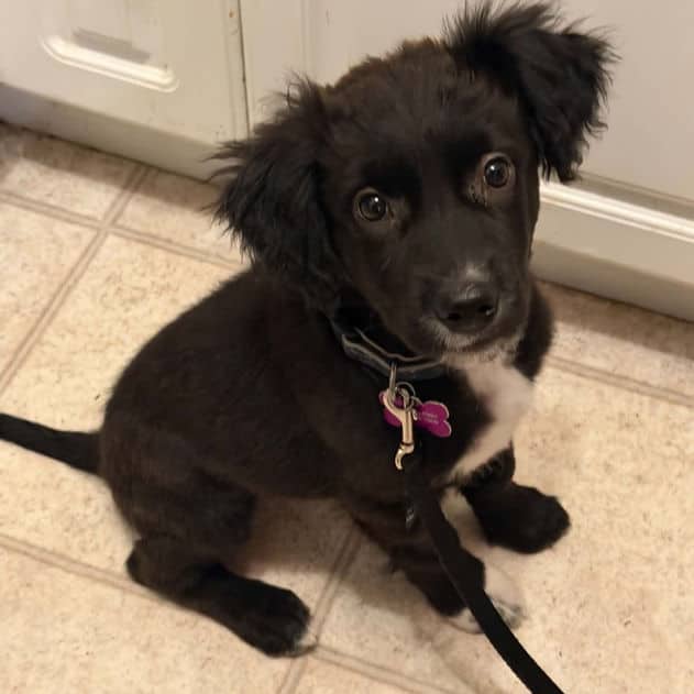 Striker - Lab X available for adoption