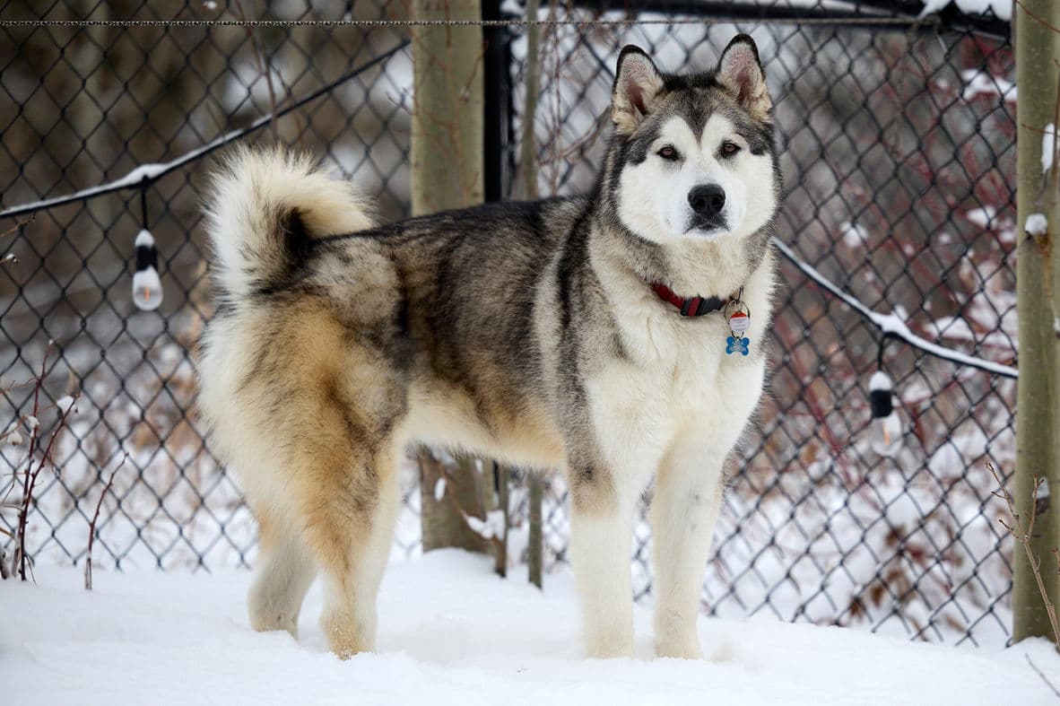 Mishka - Malamute X available for adoption in Calgary