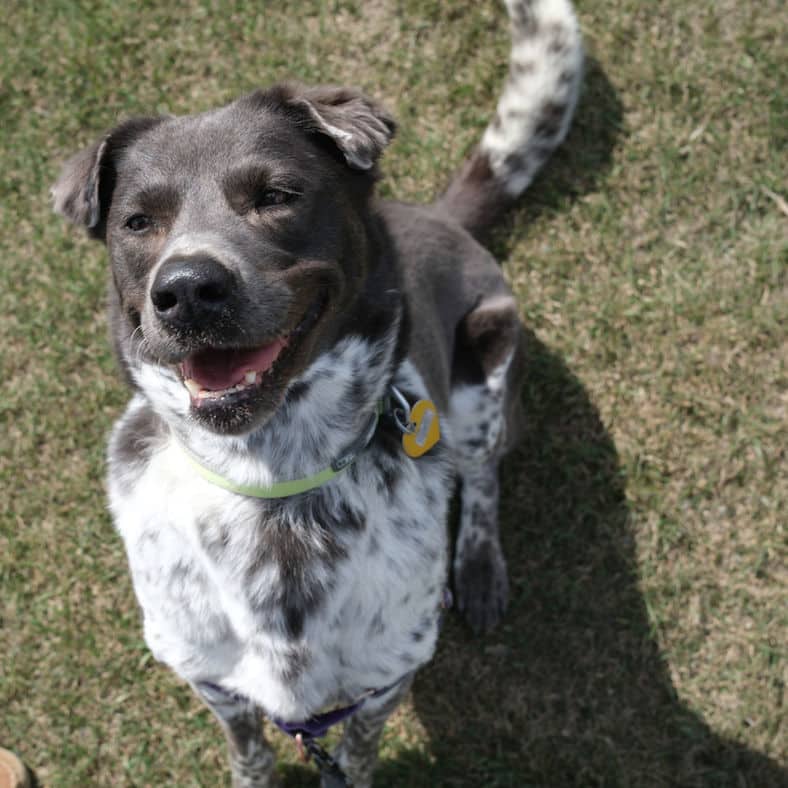 Harnette - Collie X available for adoption