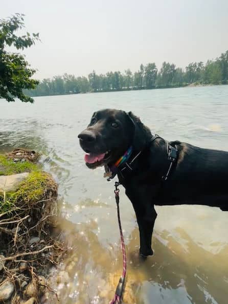 Kane - Lab X available for adoption