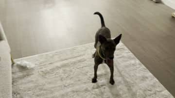 Kalimba - Terrier X available for adoption