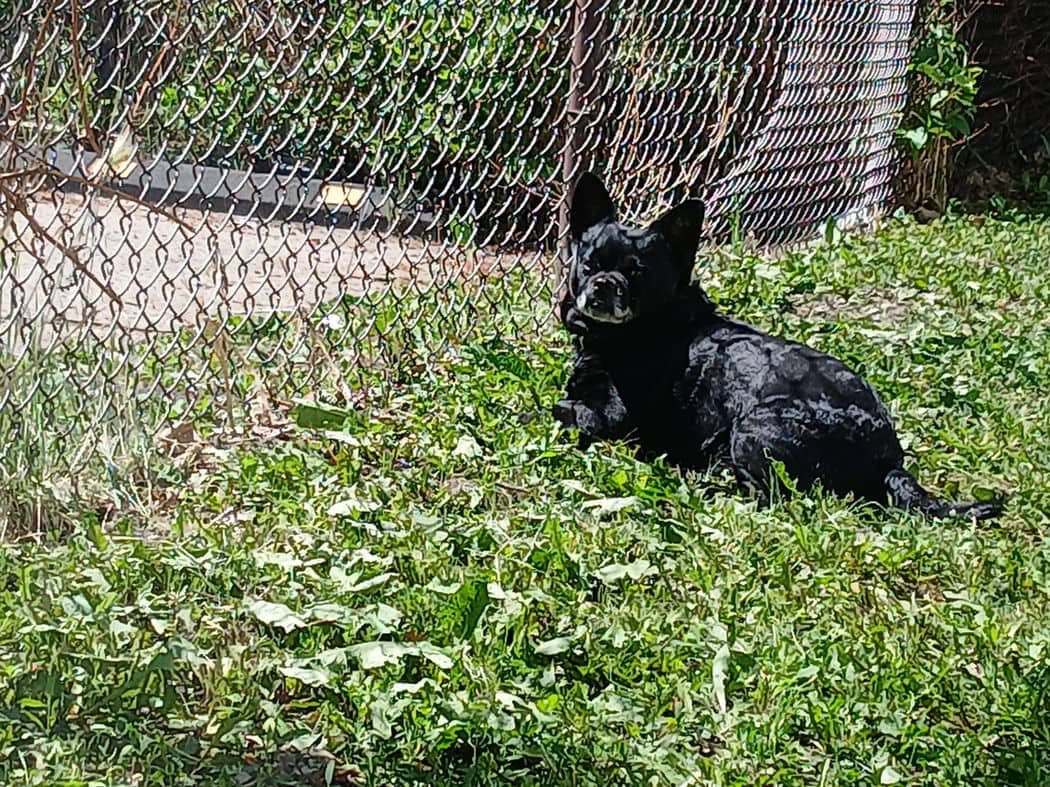 Squirt - Chihuahua X available for adoption