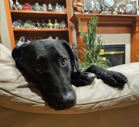 Eva Gabor - Lab X available for adoption in Calgary