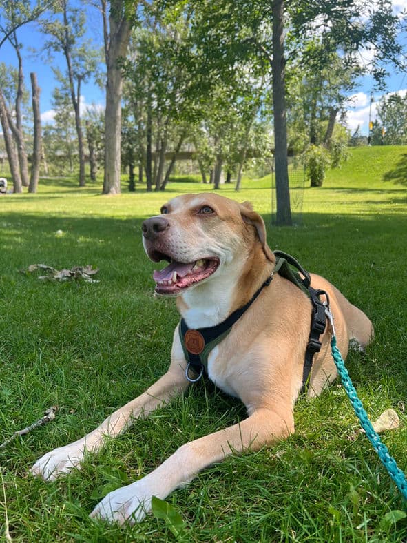 Dumpling - Lab X available for adoption in Calgary