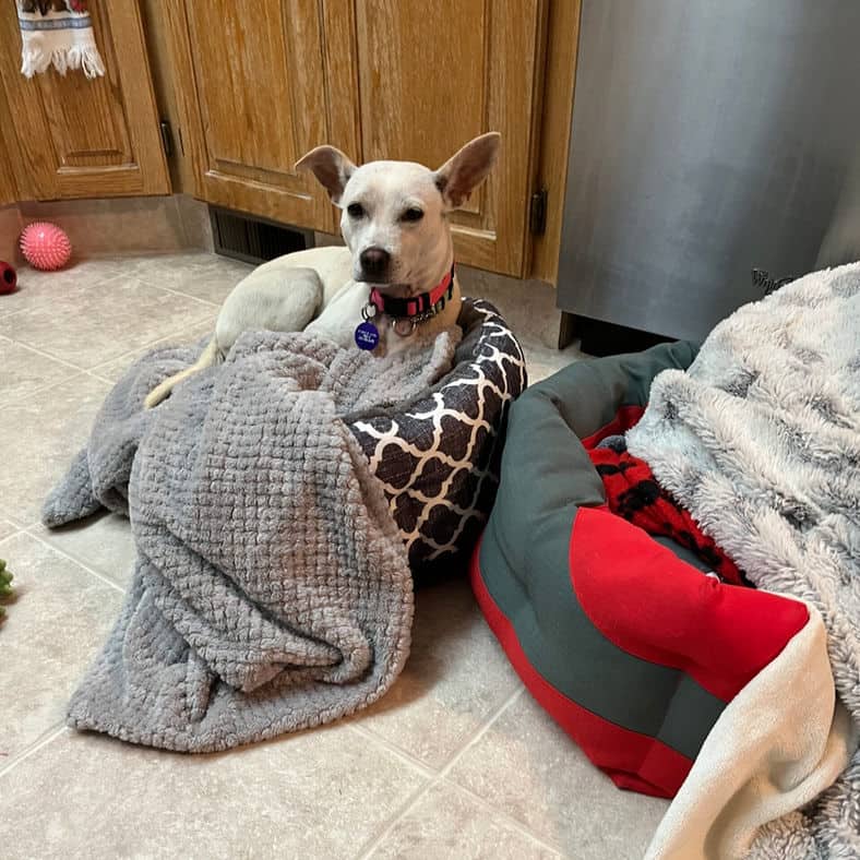 Merida - Chihuahua X available for adoption