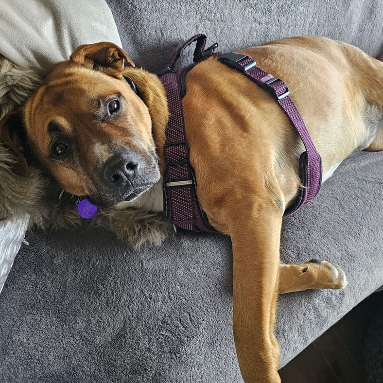 Duncan - Lab X available for adoption in Calgary