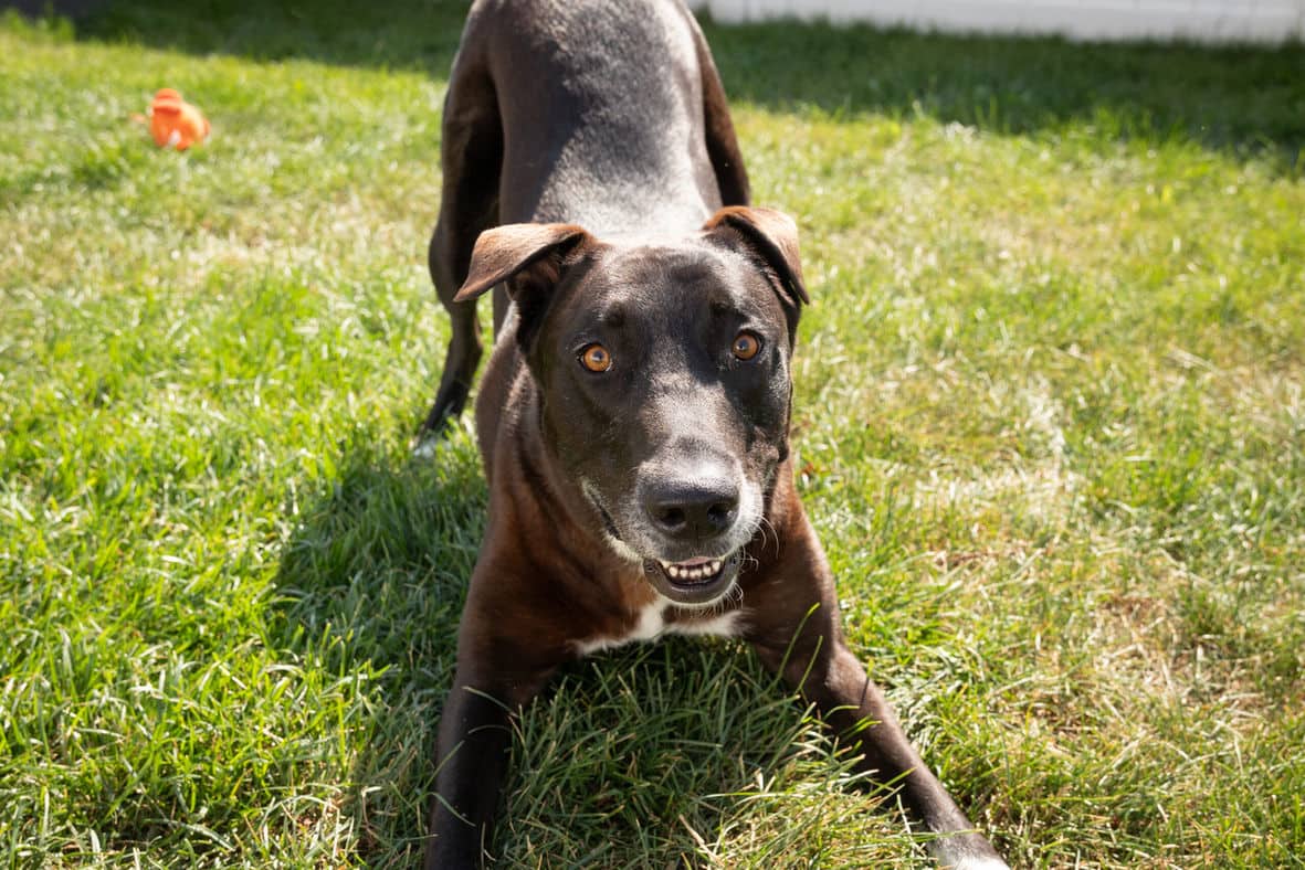 Zena - Collie X available for adoption