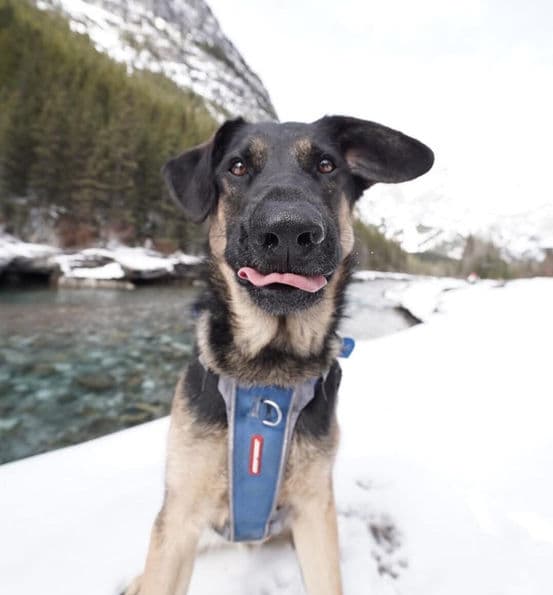 Hyde - Shepherd X available for adoption in Calgary