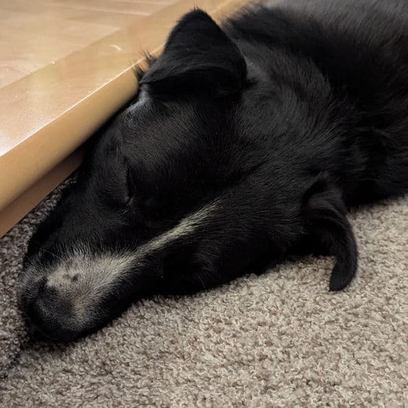 Ernie - Collie X available for adoption in Calgary