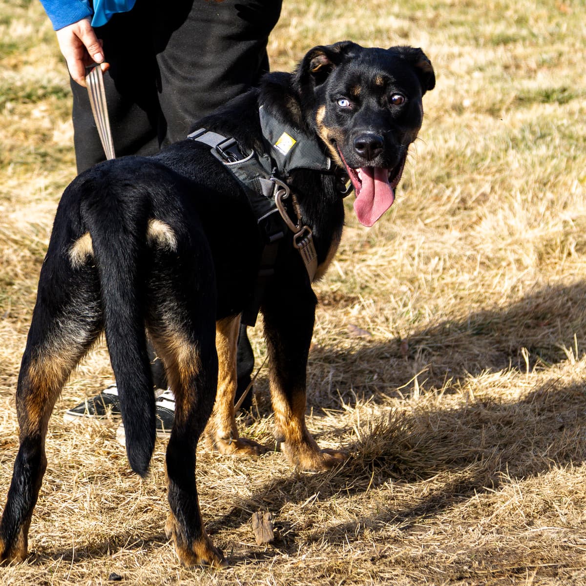 Knight - Husky Mix available for adoption in Calgary