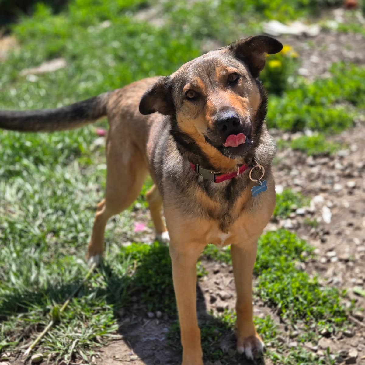 Hawaii - Shepherd X available for adoption