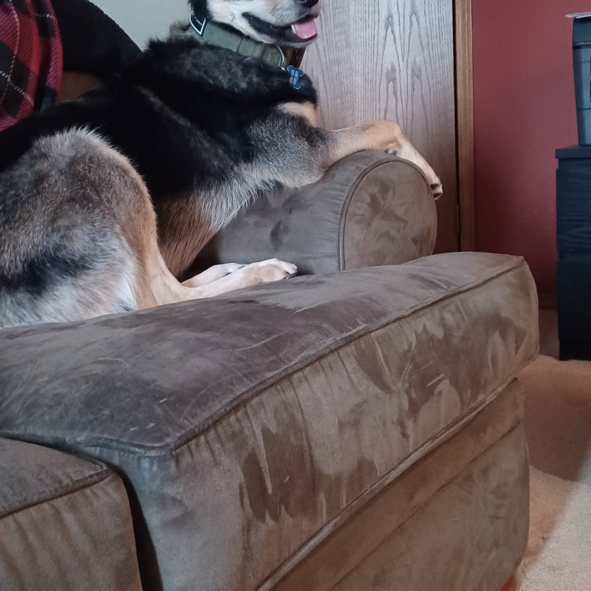 Zelda - Shepherd Mix available for adoption