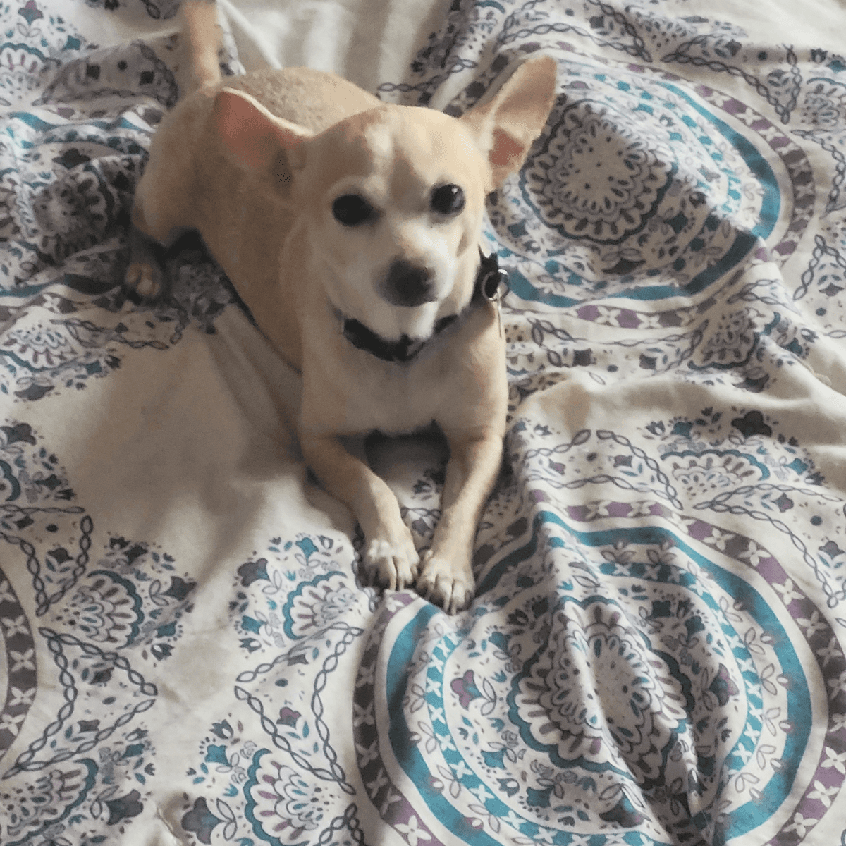 Milly - Chihuahua available for adoption